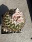 Preview: Gymnocactus ysabelae
